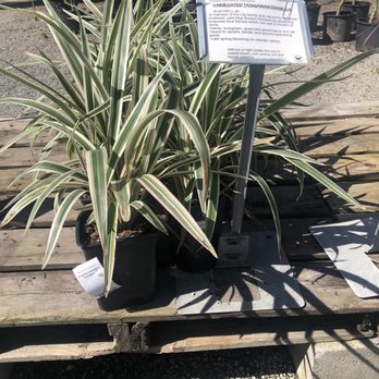 Regan Nursery - Nurseries & Gardening Near Me - Fremont, California Regan Nursery - Nurseries & Gardening Near Me - Fremont, California