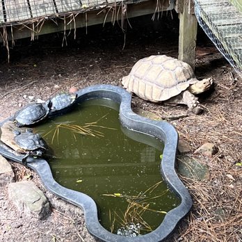 Tree House Cafe - Tortoise - Cafes Near Me - Magnolia, Texas Tree House Cafe - Tortoise - Cafes Near Me - Magnolia, Texas