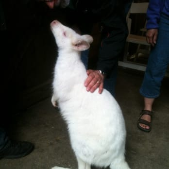 Fall City Wallaby Ranch - Albino wallaby, Velvey (sp?), is such a sweet girl!  She was the first to welcome our tour. - Ranches Near Me - Fall City, Washington