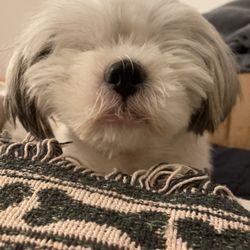 Animal Care Daybreak