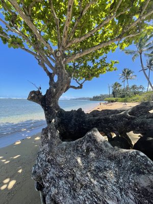 Anini Beach by null