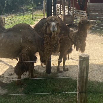 Scovill Children's Zoo - Camels - Zoos Near Me - Decatur, Illinois Scovill Children's Zoo - Camels - Zoos Near Me - Decatur, Illinois