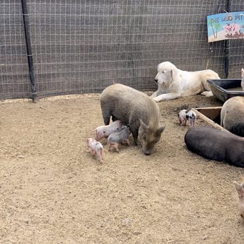SoCalMiniPigs - Pet Breeders Near Me - Valley Center, California SoCalMiniPigs - Pet Breeders Near Me - Valley Center, California