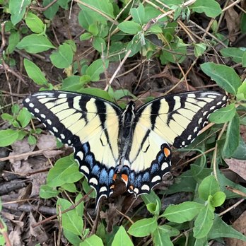 Royal Lake Park - Beautiful butterfly - Parks Near Me - Fairfax, Virginia Royal Lake Park - Beautiful butterfly - Parks Near Me - Fairfax, Virginia