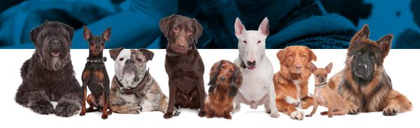 Group Classes - Getting a new dog in your home means you need to ensure you’re meeting its needs. Besides feeding it, giving it water, and providing it with a safe environment, you need to take the time to train your puppy. The Dog Wizard Oklahoma City is ready to help you get through the training phase so you can enjoy spending time with your furry family member.
Many dog owners try to handle training on their own, but this can lead to serious challenges. Trying to do this when you or the dog is frustrated can mean you don’t make the progress you need to. Working through our training programs can help to reduce the risk of this happening with puppies or adult dogs. Group Classes - Getting a new dog in your home means you need to ensure you’re meeting its needs. Besides feeding it, giving it water, and providing it with a safe environment, you need to take the time to train your puppy. The Dog Wizard Oklahoma City is ready to help you get through the training phase so you can enjoy spending time with your furry family member.
Many dog owners try to handle training on their own, but this can lead to serious challenges. Trying to do this when you or the dog is frustrated can mean you don’t make the progress you need to. Working through our training programs can help to reduce the risk of this happening with puppies or adult dogs.