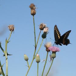 Wild Turkey Strand Preserve - Active butterfly