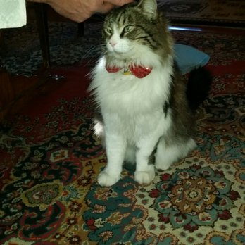 The Robin's Nest Bed & Breakfast - Oscar! In his v-day bow tie. - Bed & Breakfast Near Me - San Andreas, California