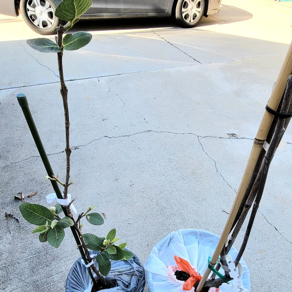 O2 Nursery - Diamond guava and mang cau SSA - Nurseries & Gardening Near Me - Anaheim, California O2 Nursery - Diamond guava and mang cau SSA - Nurseries & Gardening Near Me - Anaheim, California