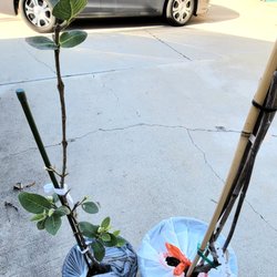O2 Nursery - Diamond guava and mang cau SSA