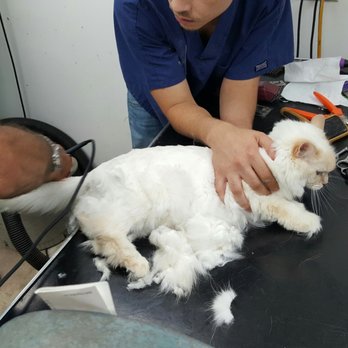 Louie's Professional Grooming - Pet Groomers Near Me - Hollywood, Florida Louie's Professional Grooming - Pet Groomers Near Me - Hollywood, Florida