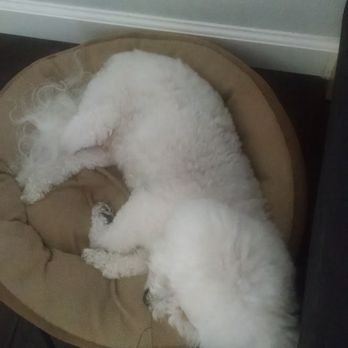 Lanie's Loving Pet Care - Breeze - Pet Sitting Near Me - Santa Rosa, California Lanie's Loving Pet Care - Breeze - Pet Sitting Near Me - Santa Rosa, California
