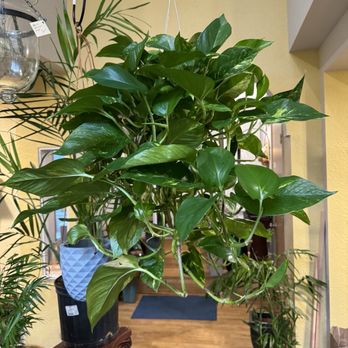 The Wishing Rock - Golden pothos - Gift Shops Near Me - Anacortes, Washington The Wishing Rock - Golden pothos - Gift Shops Near Me - Anacortes, Washington