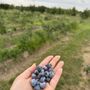 Photo of Overhiser Orchards