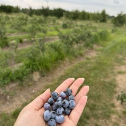 Overhiser Orchards - Picked some fresh blueberries