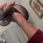 Photo of Painted Reptile