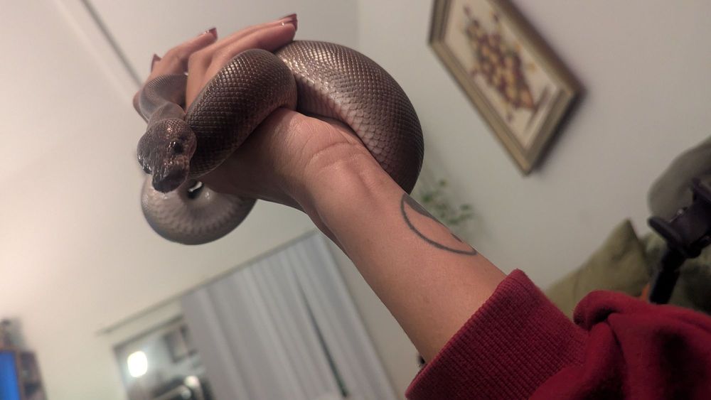 Painted Reptile - reptile breeding in Tarzana, CA