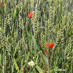 Naturlehrpfad Riedholz zwischen Grettstadt und Schwebheim