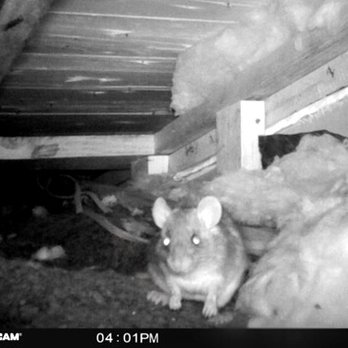 Ideal Pest Control - Pest Control Near Me - Fort Worth, Texas