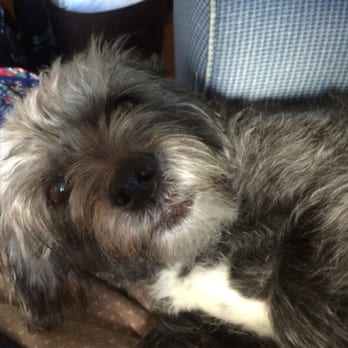 RUFF Pet Sitting CT - Chanel - Pet Sitting Near Me RUFF Pet Sitting CT - Chanel - Pet Sitting Near Me