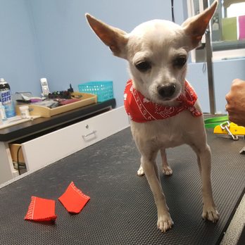 Acton Pet Grooming - Pet Groomers Near Me - Acton, California Acton Pet Grooming - Pet Groomers Near Me - Acton, California