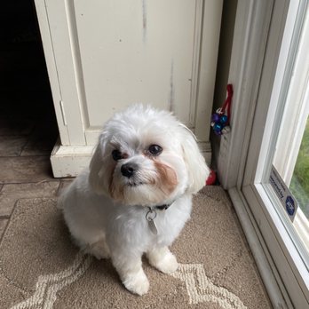 Designer Dogs - After every hairdo it's only natural for a photo op. - Pet Groomers Near Me - Brockport, New York