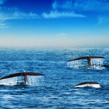 Salty Squid Charters - A whale of a tale! - Boat Tours Near Me - Kailua-Kona, Hawaii Salty Squid Charters - A whale of a tale! - Boat Tours Near Me - Kailua-Kona, Hawaii