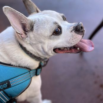 Dog Supplies Outlet - Pet Stores Near Me - Las Vegas, Nevada Dog Supplies Outlet - Pet Stores Near Me - Las Vegas, Nevada
