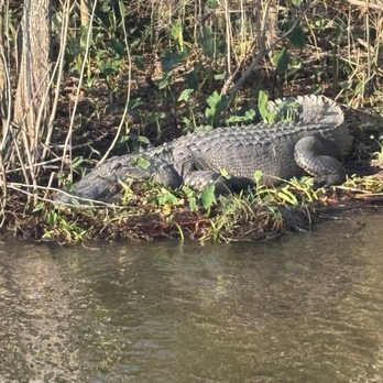 Louisiana Tour - Rex the 14 foot alligator - Tours Near Me - Marrero, Louisiana Louisiana Tour - Rex the 14 foot alligator - Tours Near Me - Marrero, Louisiana