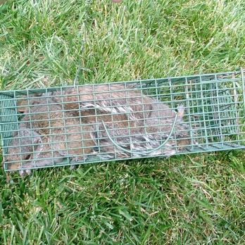 All About Animals NC - What do u know??? 2 squirrels in the same trap...so rare but so awesome..God is good...get to be relocated together - Wildlife Control Near Me - mcconnells, South Carolina All About Animals NC - What do u know??? 2 squirrels in the same trap...so rare but so awesome..God is good...get to be relocated together - Wildlife Control Near Me - mcconnells, South Carolina