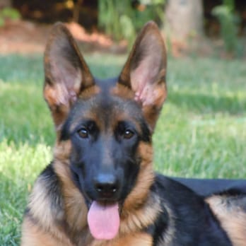 Von den Oher Tannen - Chainey Von den Oher Tannen - Pet Breeders Near Me Von den Oher Tannen - Chainey Von den Oher Tannen - Pet Breeders Near Me