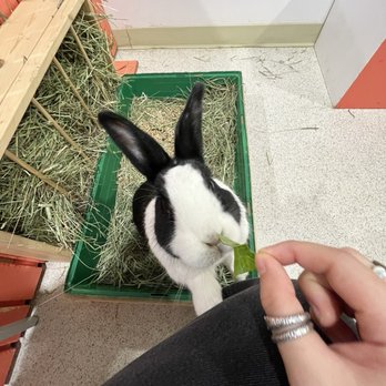 The Bunny Café - Pet Adoption Near Me - Vancouver, British Columbia The Bunny Café - Pet Adoption Near Me - Vancouver, British Columbia