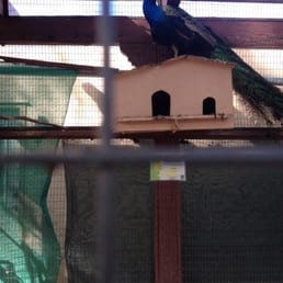 Peacocks