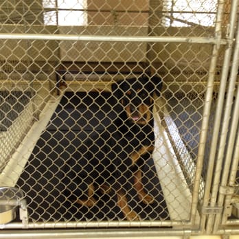 A Wonderdog - Pet Training Near Me - Appling, Georgia