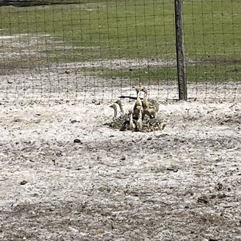 Giraffe Ranch - Ostrich chicks - Ranches Near Me - Dade City, Florida Giraffe Ranch - Ostrich chicks - Ranches Near Me - Dade City, Florida