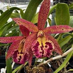 Ritter Tropic 1 Orchids - Brassocattleya