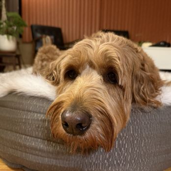 BluePearl Pet Hospital Kirkland - Veterinarians Near Me - Kirkland, Washington BluePearl Pet Hospital Kirkland - Veterinarians Near Me - Kirkland, Washington
