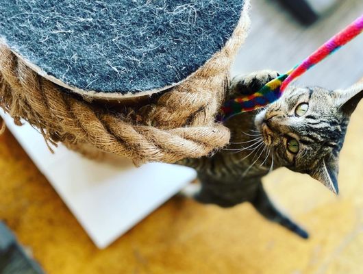 Mauhaus Cat Cafe by null