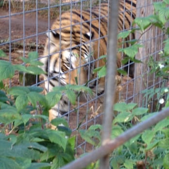 Garlyn Zoo - Zoos Near Me - Naubinway, Michigan Garlyn Zoo - Zoos Near Me - Naubinway, Michigan