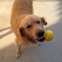 My golden My golden