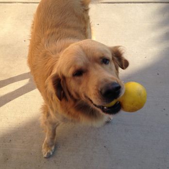 Posh Paws - My golden - Pet Groomers Near Me - Downey, California Posh Paws - My golden - Pet Groomers Near Me - Downey, California