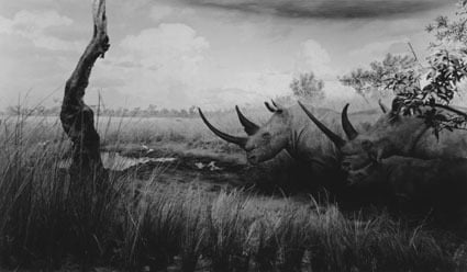 Kunstsammlung Nordrhein-Westfalen by null