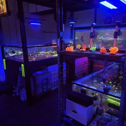 OMGJesusCoral - Tanks
