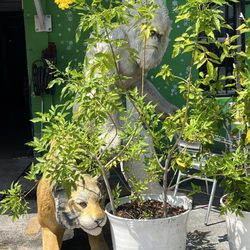 Las Nieves Fruit Cups & More - Bigfoot with tiger