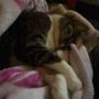 Photo of Sonora Veterinary Group