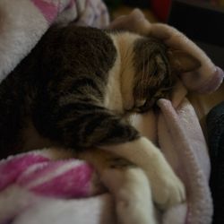 Sonora Veterinary Group