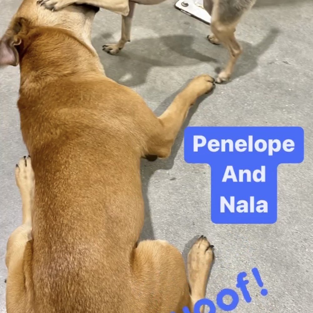 Dogdrop - IG story updates! - Pet Sitting Near Me - Los Angeles, California Dogdrop - IG story updates! - Pet Sitting Near Me - Los Angeles, California