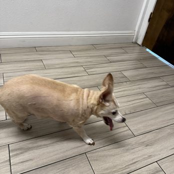 Ark Veterinary Care - Emergency Pet Hospital Near Me - San Jose, California