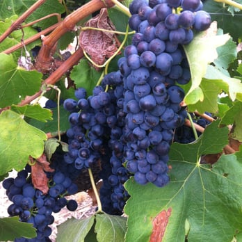 Langmeil Winery - Oldest Shiraz vines - Wineries Near Me - Tanunda, SA Langmeil Winery - Oldest Shiraz vines - Wineries Near Me - Tanunda, SA