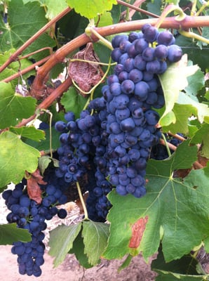 Langmeil Winery - Home of Barossa Valley's Oldest Shiraz Vineyard by null
