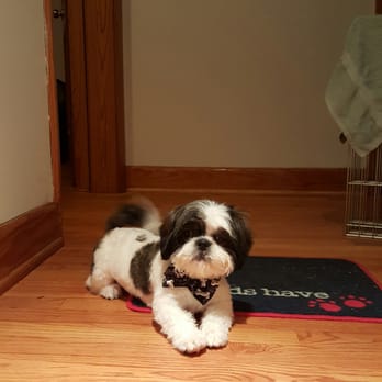 Pet Star Salon - Ping-Ping first salon haircut! 3 months old. - Pet Groomers Near Me - Fairfax, Virginia Pet Star Salon - Ping-Ping first salon haircut! 3 months old. - Pet Groomers Near Me - Fairfax, Virginia